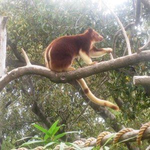 A Tree Kangaroo using the Force....