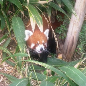 This Red Panda wouldn't stay still long enough to take a decent shot of him.  This one was a delightful fluke.