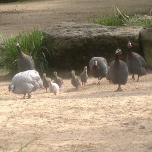 A stampede of Guinea Fowl...