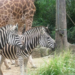 A man came into their enclosure bearing a bucket.  What could this mean?