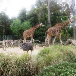 Giraffes, an Ostrich, Zebras and Guinea Fowl.