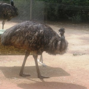 A native Australian fauna. The Emu. 
I just love these guys, they have attitude.