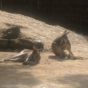 Red Kangaroos, just lounging around.