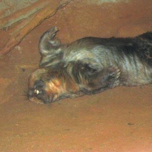 A Wombat in repose.