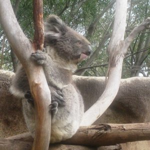 A Koala.   Amazingly enough, the koala was actually AWAKE!