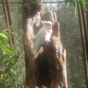 A Major Mitchell Cockatoo. This bird was a pest to photograph!