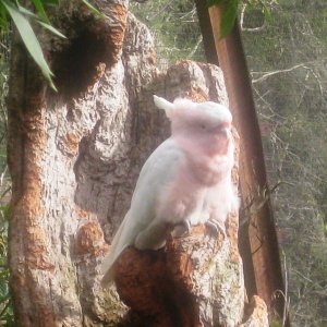 The Major Mitchell Cockatoo, again.