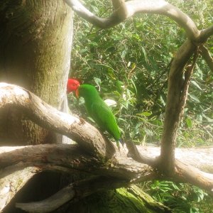 Australian Parrots.