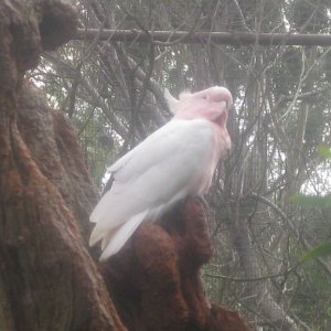 The Major Mitchell Cockatoo, again.