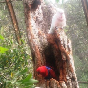 A Major Mitchell Cockatoo, and an Australian Parrot.