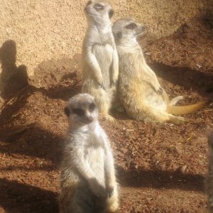 It's been a long day for one of these meerkats.