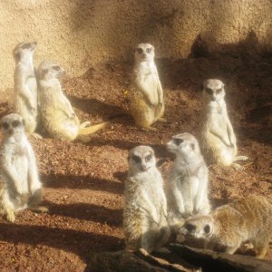 And here are the meerkats again!