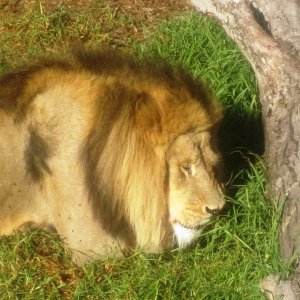 A Lion dozing in the sun.