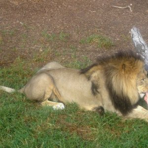 A Lion munching on his bone.