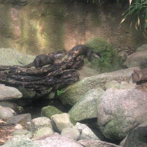 The otters!  Apologies for the poor shot Dawn, my camera's battery was dying and I had to shoot first and ask questions later.