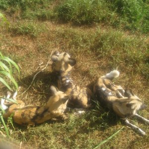 Hyenas.  They weren't very active that day.