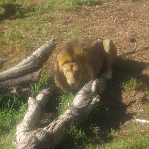 A Lion protecting his bone.  He shares the enclosure with two other male lions (all brothers).