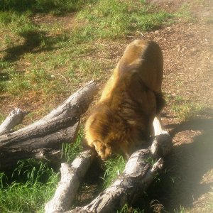 A Lion trying to find his bone.