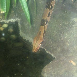 Boa Constrictor.  My camera battery died just as I was about to take another picture of him. I'm pretty annoyed about that!