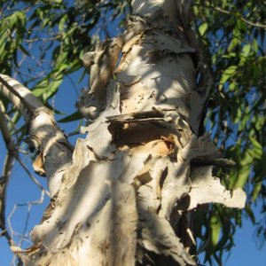 afternoon light - tree