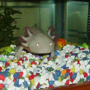 Colse up of Francesca the Axolotl