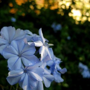 afternoon light - flower 1