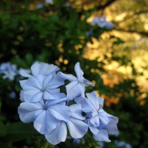 afternoon light - flower 2