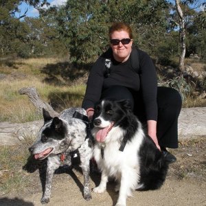 My faithful hounds!  Maddie is the Australian Heeler Cross on the left. Rex is the Border Collie on the right, throwing the photographer one of his 's