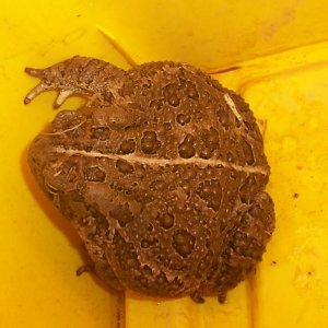 bufo cognatus great plains toad