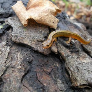 Little bit blurry Northern two-lined (E. bislineata)