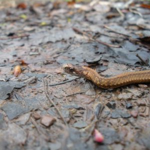 Red-bellied snake, Storeria occipitomaculata.