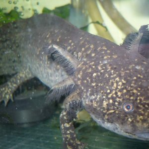 Axolotl 09 001