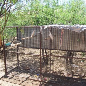 Goffin Cockatoos - we pick these up 5/7/09 - not ours yet