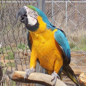 Male B&G macaw