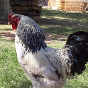 One of our standard light brahma chickens.  This breed has feathers on their legs and toes.