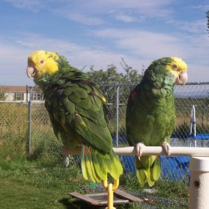 Double yellowhead amazons