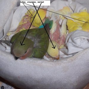 Baby Peach faced lovebirds labeled, the dark green is a normal green lovebird, the deeper yellow lovebird is a lutino, the paler shade of yellow is a 