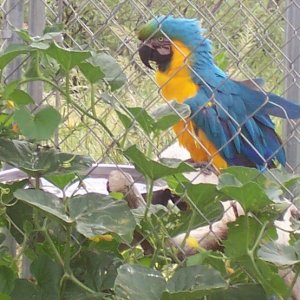 Macaw Oct 2005