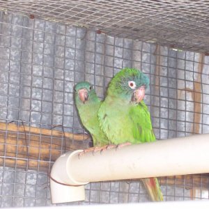 Blue Crown Conures - same kind of bird was featured in PAULIE