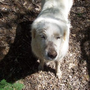 This picture does not do justice to the muddy mess she made of herself!  But that smudge on her nose prooves how hard she played to get so muddy!