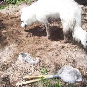 For about a second I thought maybe she was digging something up.