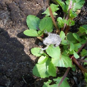 nifty milky white toad!