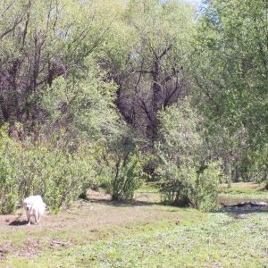 The clearing next to the creek.  This is open range land - that ground is pretty much made up of cow patties.