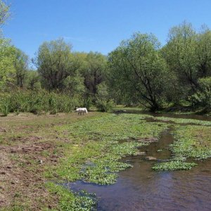 The stream & part of the clearing.