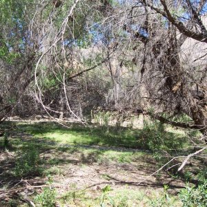 An interesting area away from the creek with lots of fallen logs and leaf debris where I found several depressions that might fill with rainwater.