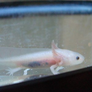 Leucistic