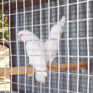 Goffin Cockatoos