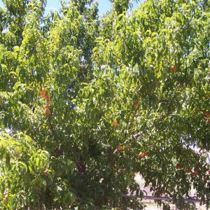 My Peach tree - second year in the ground