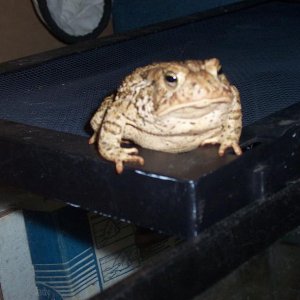 Unknown Toad2