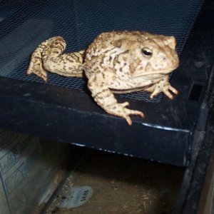 Unknown Toad